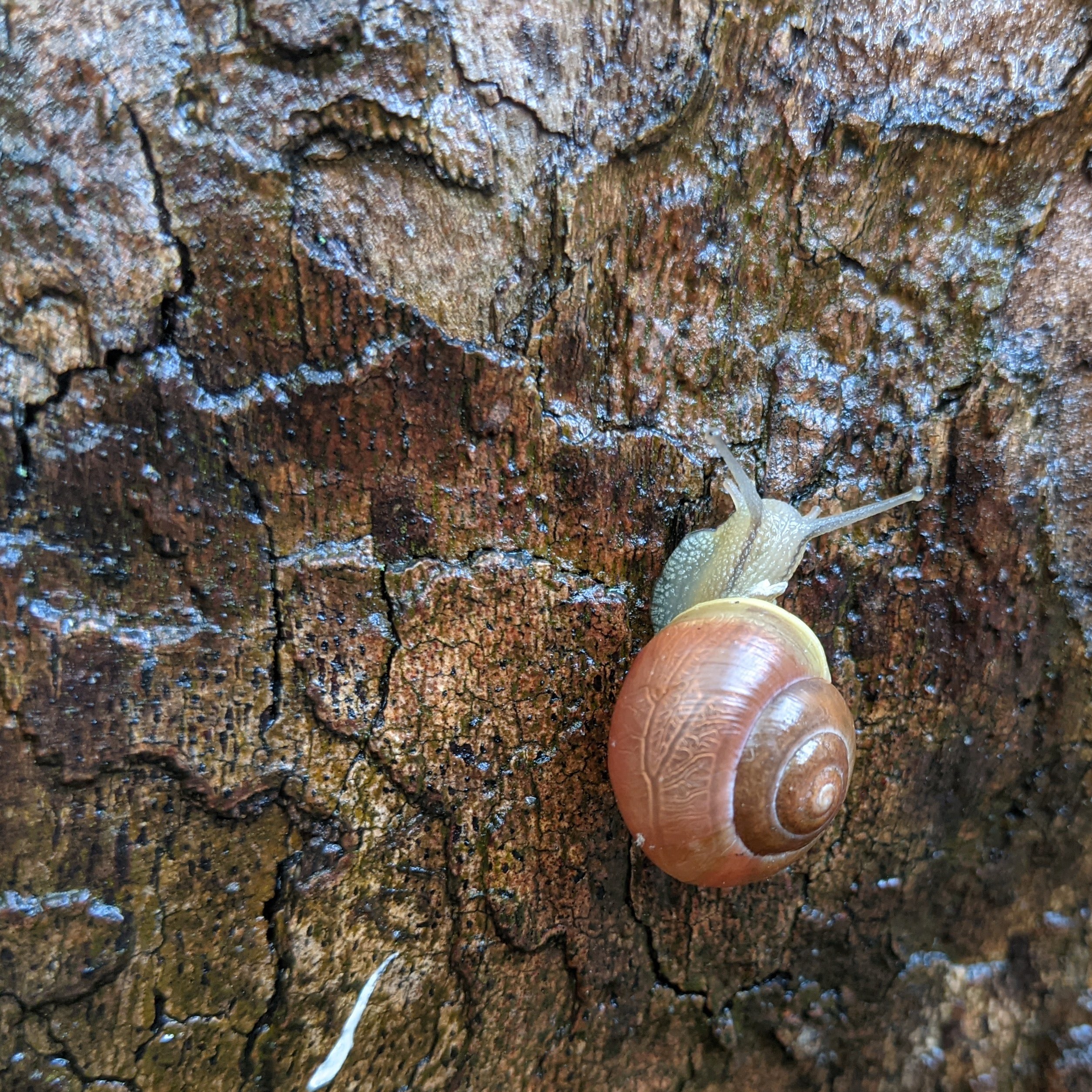 A small garden snail crawling up wet tree bark